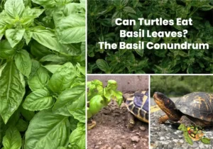 Can Turtles Eat Basil Leaves?