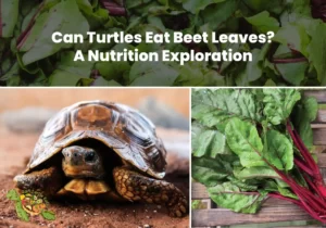 Can Turtles Eat Banana Leaves?