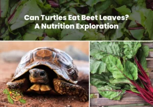 Can Turtles Eat Beet Leaves?