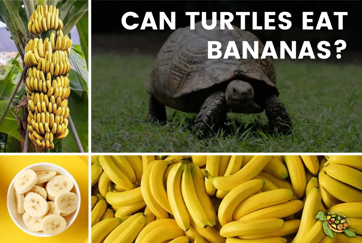 Can Turtles Eat Bananas?