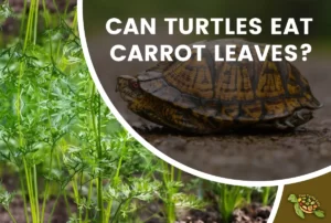 Can Turtles Eat Carrot Leaves