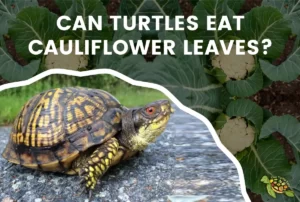 Can Turtles Eat Cauliflower Leaves?