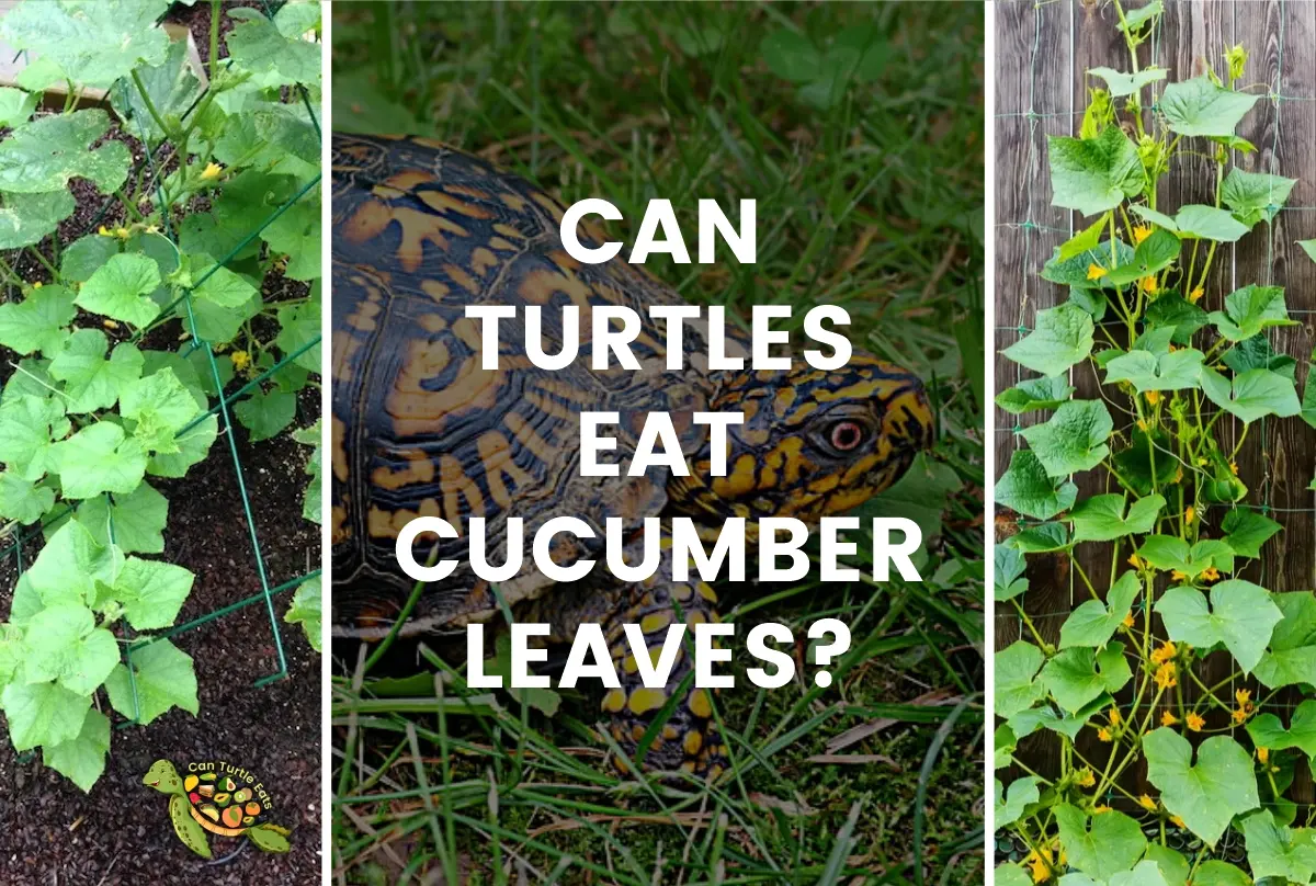 Can Turtles Eat Cucumber Leaves?