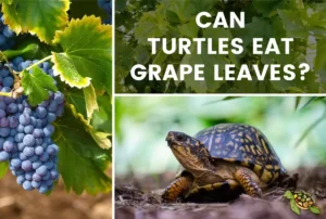 Can Turtles Eat Grape Leaves?