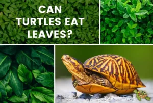 Can Turtles Eat Leaves?