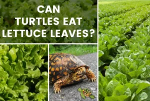 Can Turtles Eat Lettuce Leaves?