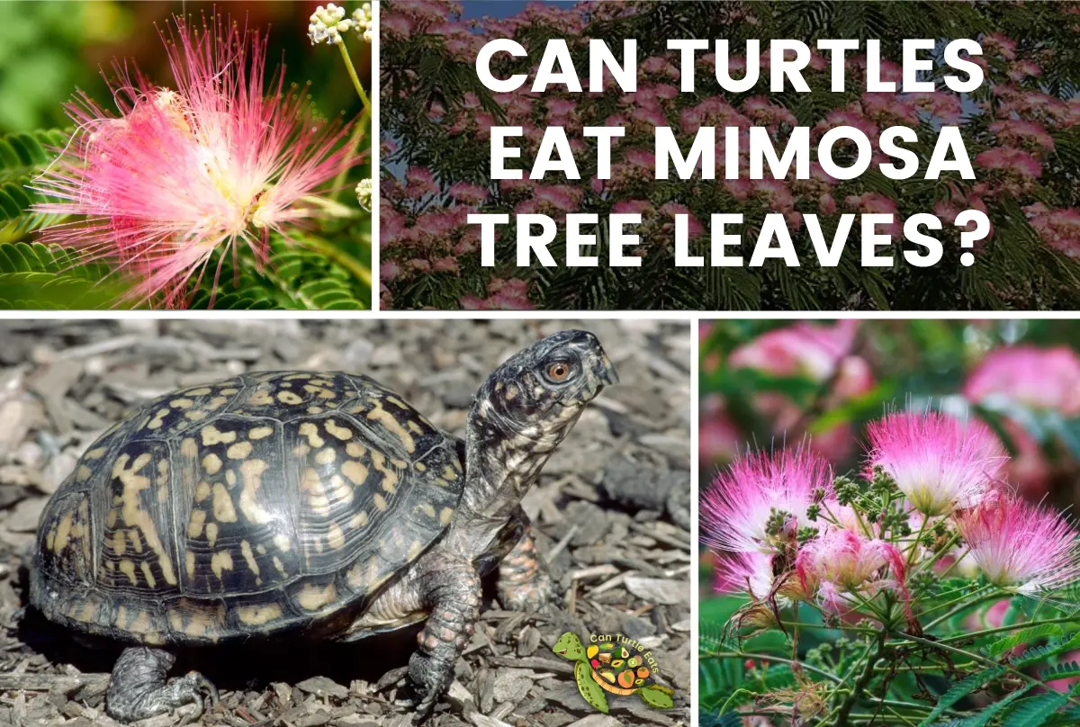 Can Turtles Eat Mimosa Tree Leaves?