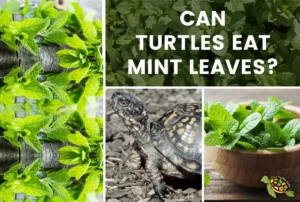 Can Turtles Eat Mint Leaves?