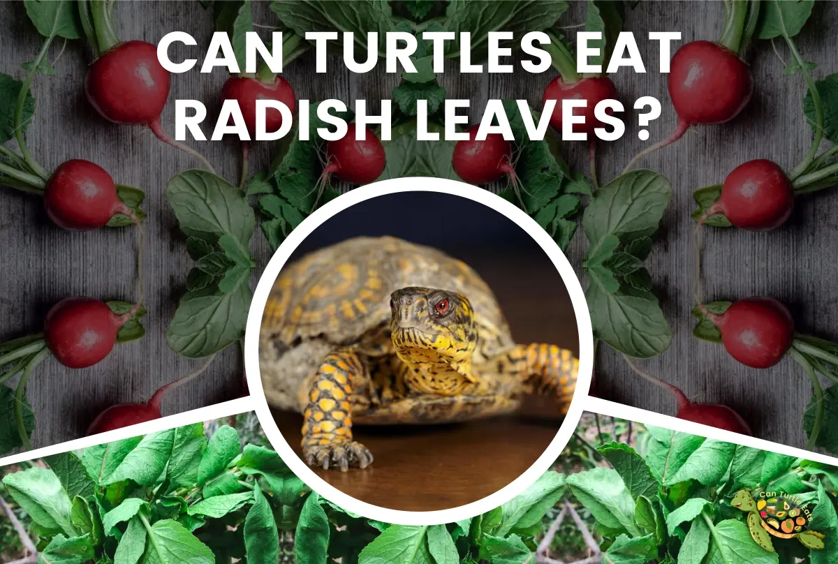 Can Turtles Eat Radish Leaves?
