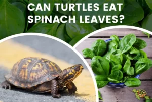 Can Turtles Eat Spinach Leaves?