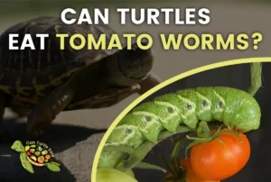 Can Turtles Eat Tomato Worms?
