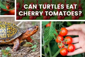 Can Turtles Eat Cherry Tomatoes?