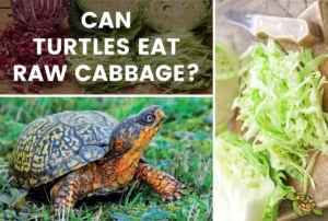 Can Turtule Eat Raw Cabbage