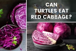 Can Turtule Eat Red Cabbage