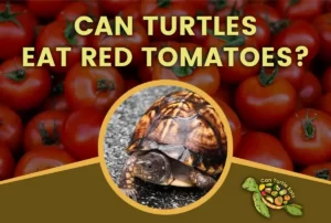 Can Turtule Eat Red Tomato