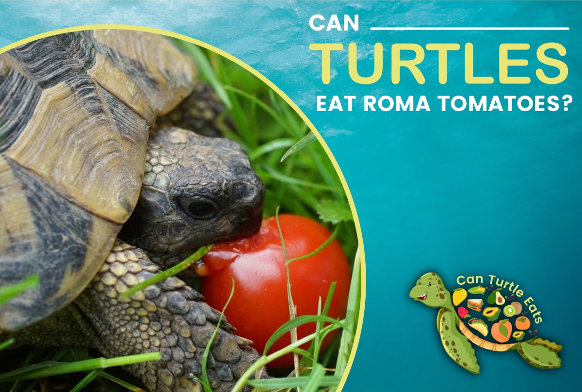 Turtles Eat Roma Tomatoes?