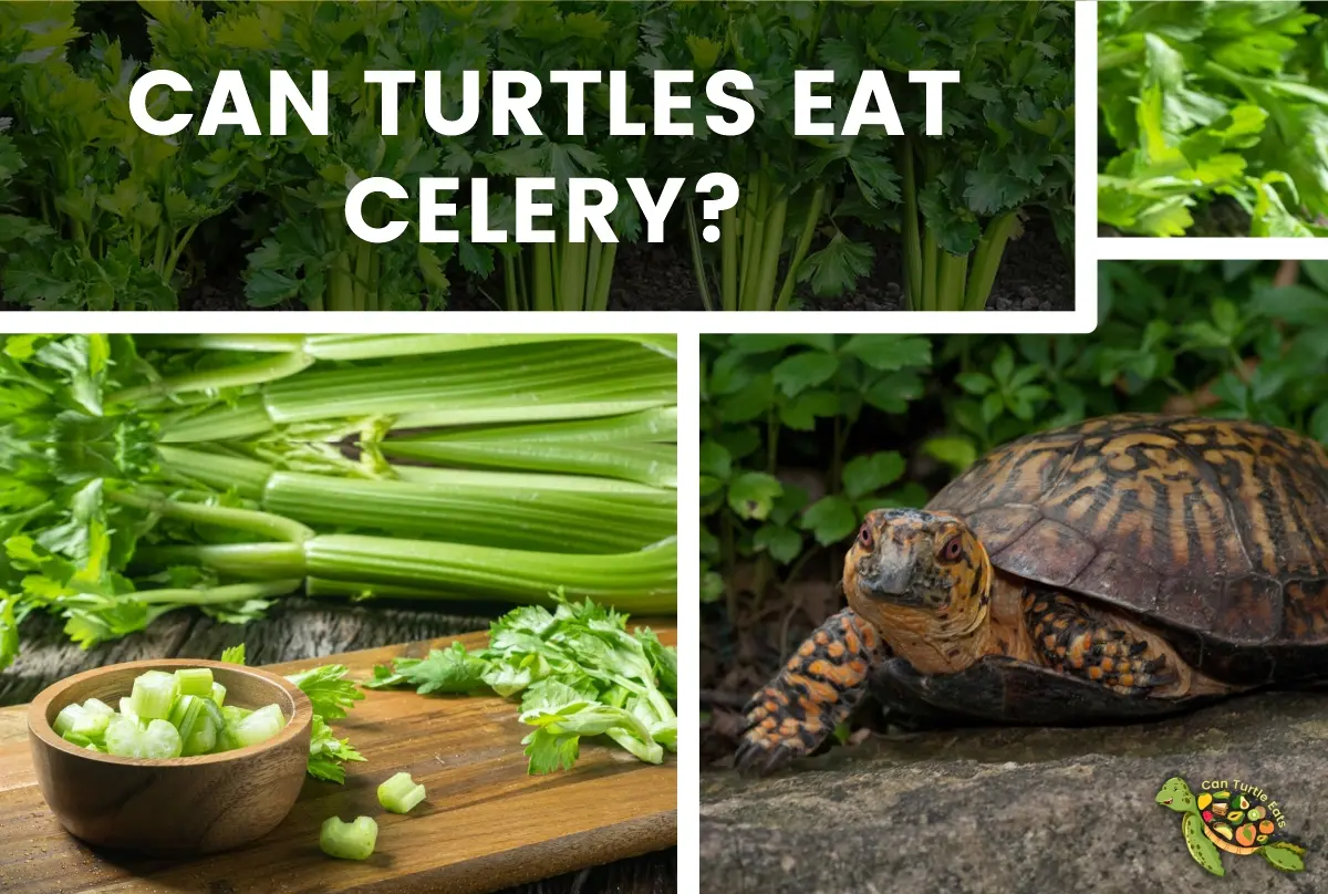Can Turtule Eat celery