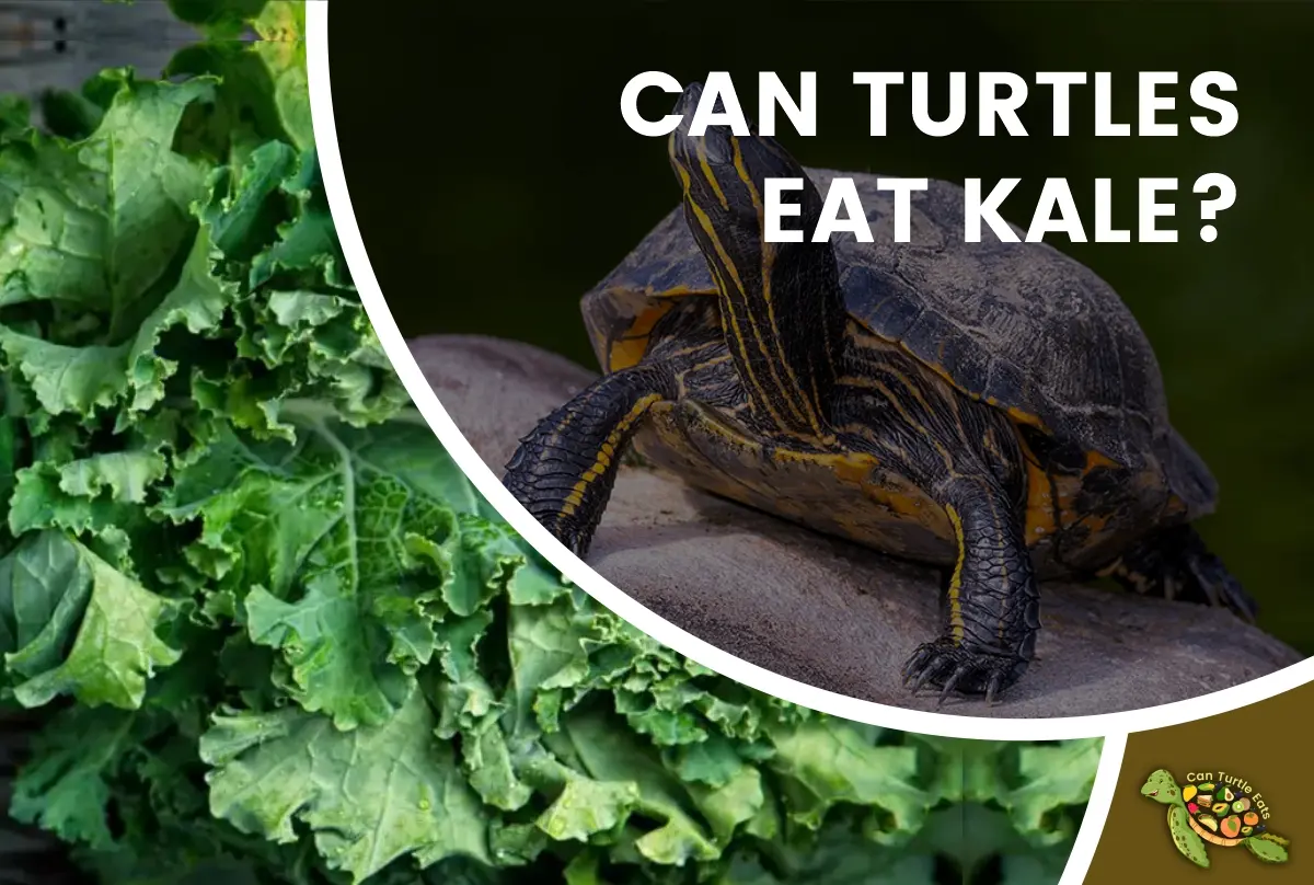 Can Turtule Eat Kale