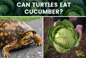 Can Turtule Eat Cucumber