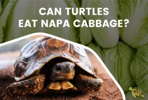 Can Turtule Eat napa Cabbage