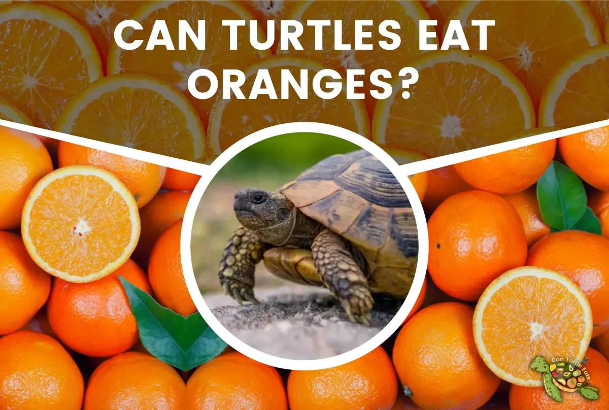Can Turtle Eat Oranges?