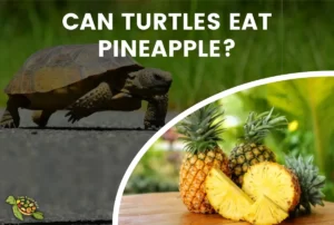 Can Turtles Eat Pineapple?