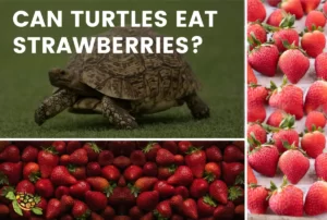 Can Turtles Eat Strawberries?