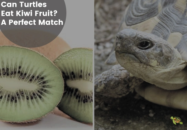 Can Turtles Eat Kiwi Fruit?