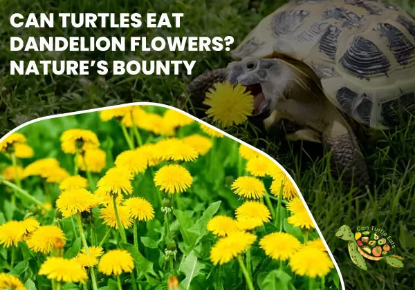 Can Turtles Eat Dandelion Flowers?