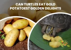 Can Turtles Eat Gold Potatoes?