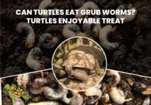 Can Turtles Eat Grub Worms?