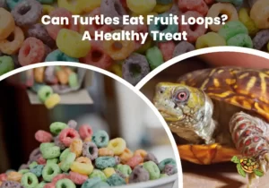 Can Turtles Eat Fruit Loops?