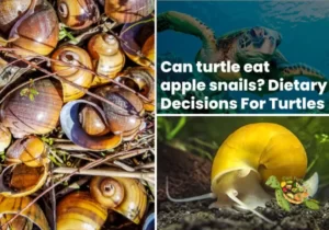Can Turtles Eat Apple Snails?