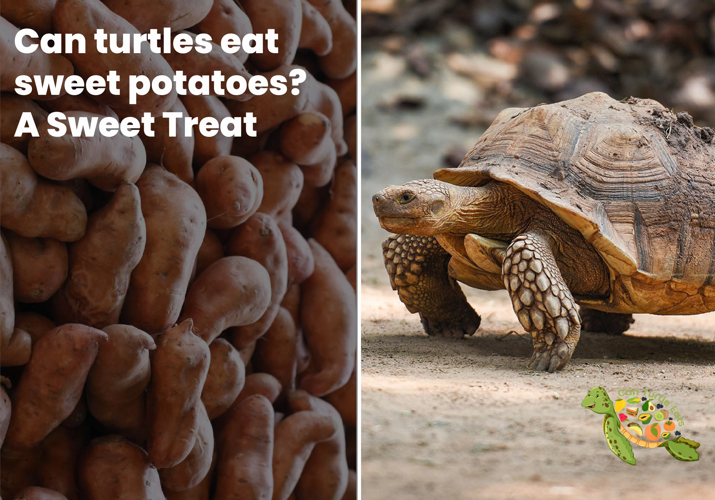 Can turtles eat sweet potatoes