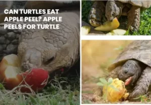 Can Turtles Eat Apple Peel?