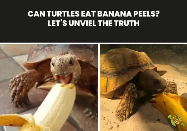 Can Turtles Eat Banana Peels?