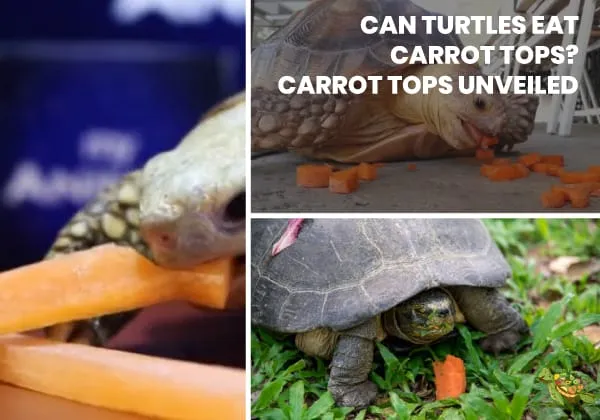 Can Turtles Eat Carrot Tops?