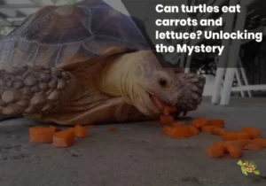 Can Turtles Eat Carrots and Lettuce?