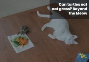 Can Turtles Eat Cat Grass?