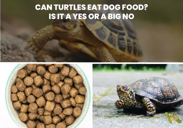 Can Turtles Eat Dog Food?