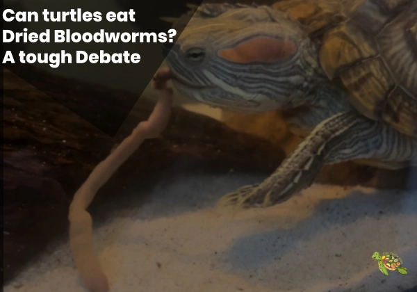 Can Turtles Eat Dried Bloodworms?