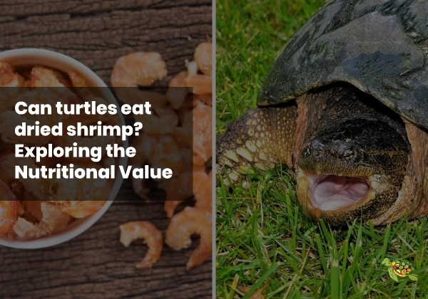 Can turtles eat dried shrimp?