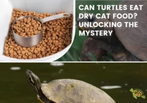 Can Turtles Eat Dry Cat Food?