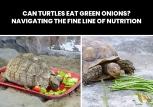Can Turtles Eat Green Onions?