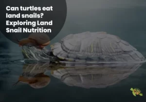 Can Turtles Eat Land Snails?