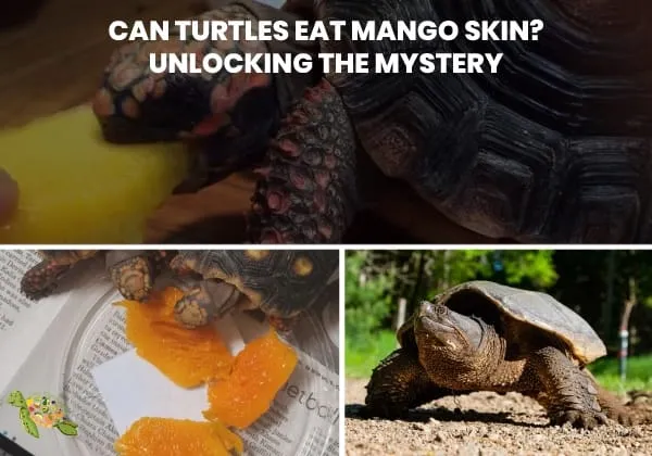 Can Turtles Eat Mango Skin?