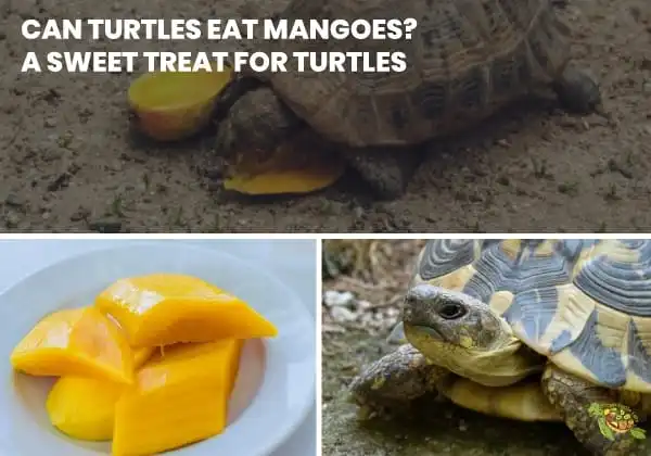 Can Turtles Eat Mangoes?