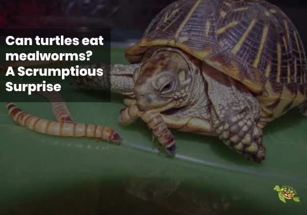 Can Turtles Eat Meal Worms?