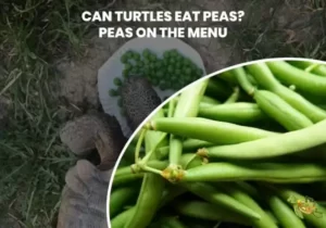 Can Turtles Eat Peas?