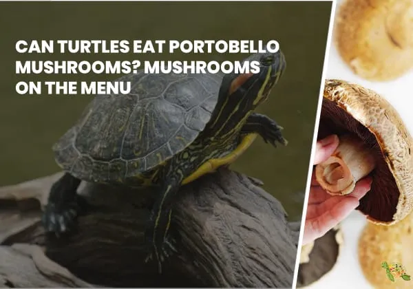 Can Turtles Eat Portobello Mushrooms?